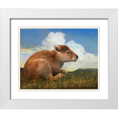 Bison Calf lying down White Modern Wood Framed Art Print with Double Matting by Vest, Christopher