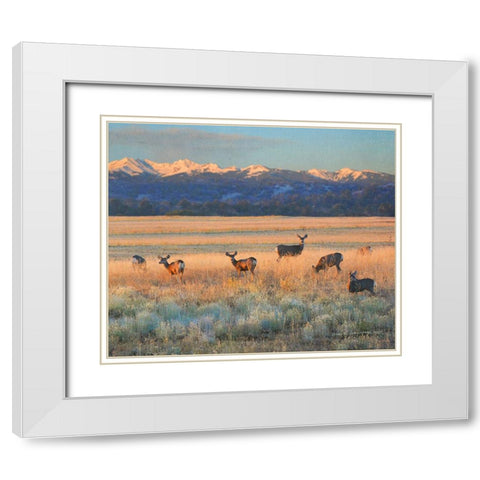 Sunset Deer White Modern Wood Framed Art Print with Double Matting by Vest, Christopher