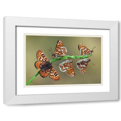Doncella de Ondas Rojas White Modern Wood Framed Art Print with Double Matting by Hoffman, Jimmy