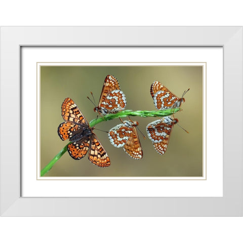 Doncella de Ondas Rojas White Modern Wood Framed Art Print with Double Matting by Hoffman, Jimmy