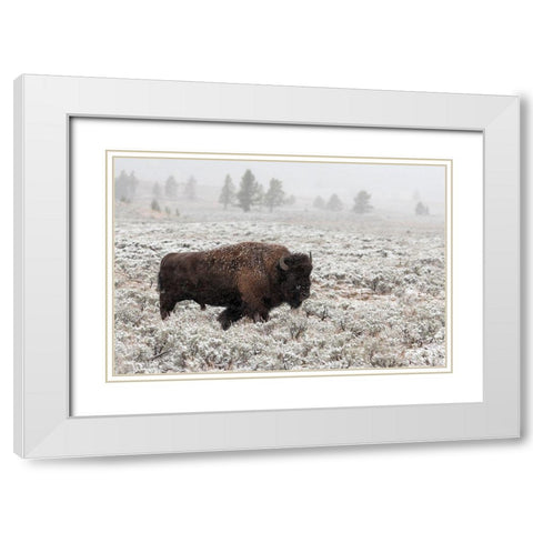 Late Fall Yellowstone White Modern Wood Framed Art Print with Double Matting by Forns, Alfred