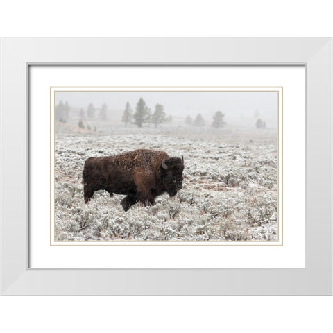 Late Fall Yellowstone White Modern Wood Framed Art Print with Double Matting by Forns, Alfred