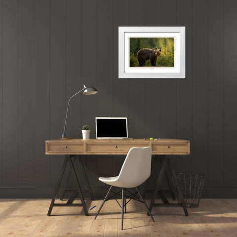 Backlit bear White Modern Wood Framed Art Print with Double Matting by Krchnak, Richard