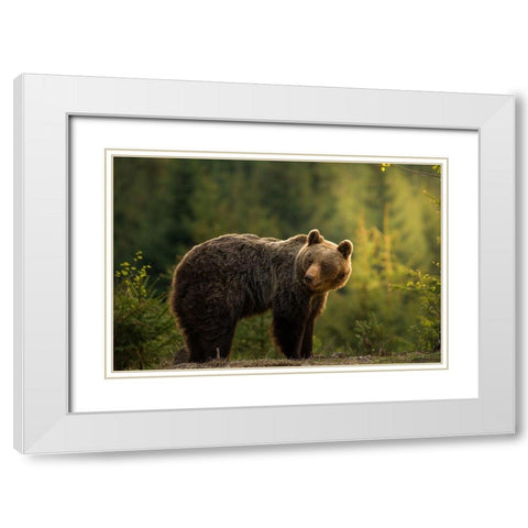 Backlit bear White Modern Wood Framed Art Print with Double Matting by Krchnak, Richard