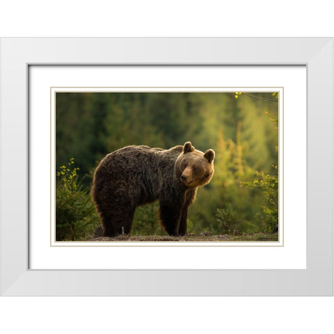 Backlit bear White Modern Wood Framed Art Print with Double Matting by Krchnak, Richard