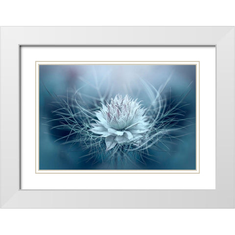 Love-in-a-mist White Modern Wood Framed Art Print with Double Matting by Parker, Jacky