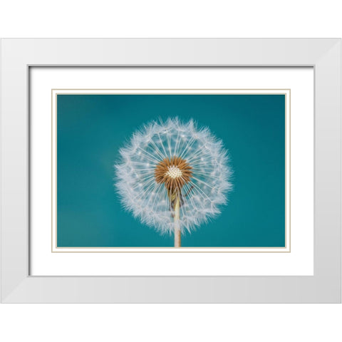Dandelion White Modern Wood Framed Art Print with Double Matting by Hamiti, Bess