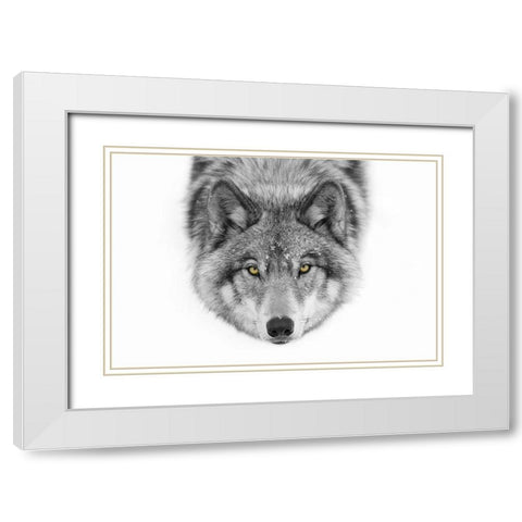 Yellow eyes Timber Wolf White Modern Wood Framed Art Print with Double Matting by Cumming, Jim