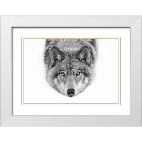 Yellow eyes Timber Wolf White Modern Wood Framed Art Print with Double Matting by Cumming, Jim