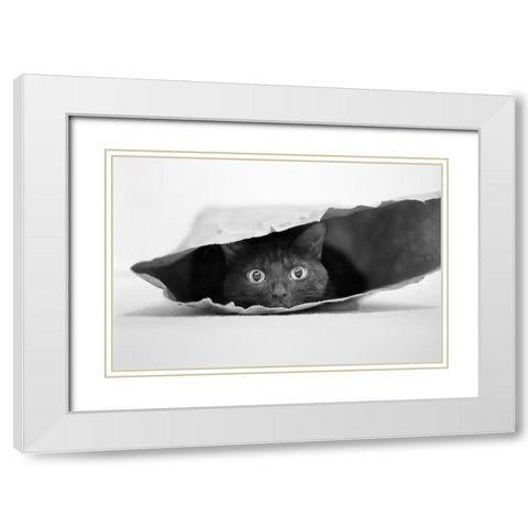 Cat in a bag White Modern Wood Framed Art Print with Double Matting by Holthuysen, Jeremy