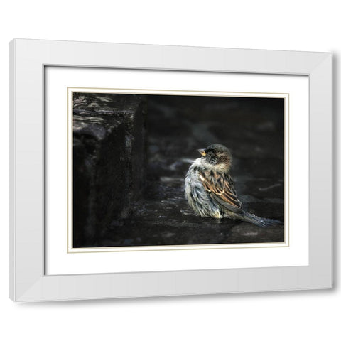 the Wall White Modern Wood Framed Art Print with Double Matting by Droste, Holger