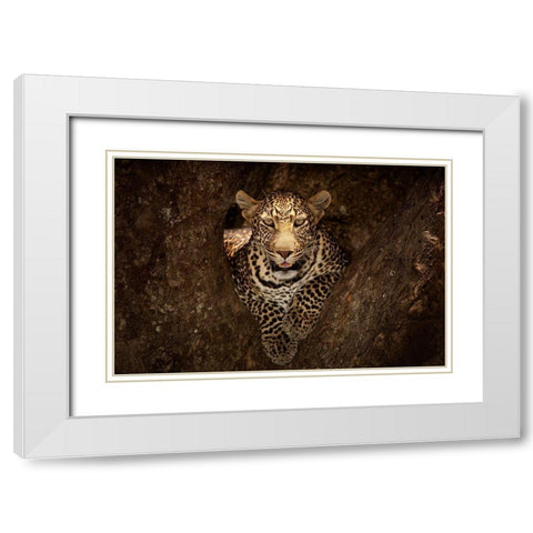Leopard Resting on a Tree at Masai Mara White Modern Wood Framed Art Print with Double Matting by Ozmen, Ozkan