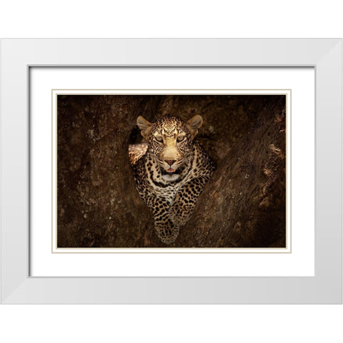 Leopard Resting on a Tree at Masai Mara White Modern Wood Framed Art Print with Double Matting by Ozmen, Ozkan