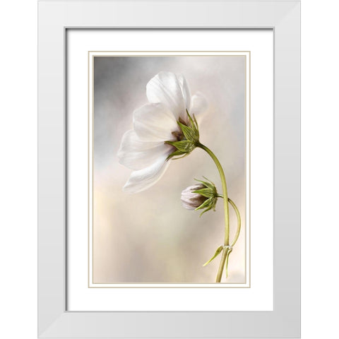 Heavenly Cosmos White Modern Wood Framed Art Print with Double Matting by Disher, Mandy