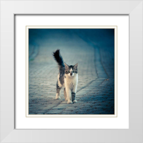 little one White Modern Wood Framed Art Print with Double Matting by Ilijic, Dejan