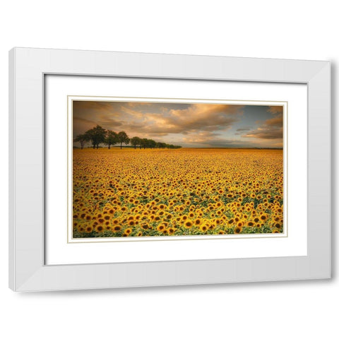 Sunflowers White Modern Wood Framed Art Print with Double Matting by Krol (Bax), Piotr