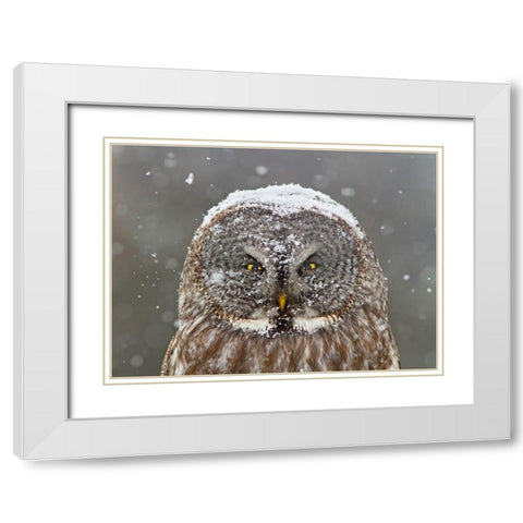 Great Grey Owl Winter Portrait White Modern Wood Framed Art Print with Double Matting by Costina, Mircea