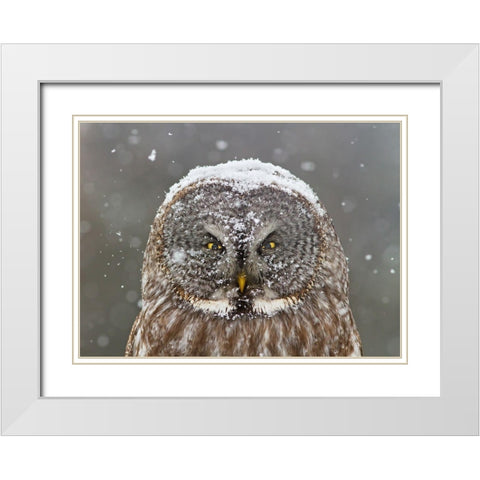 Great Grey Owl Winter Portrait White Modern Wood Framed Art Print with Double Matting by Costina, Mircea