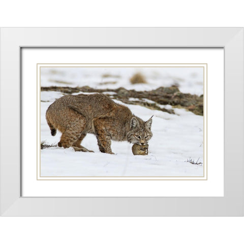 Bob the cat White Modern Wood Framed Art Print with Double Matting by Verdon