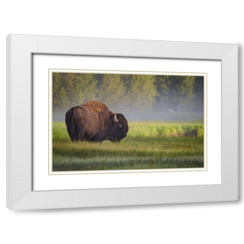 Bison in Morning Light White Modern Wood Framed Art Print with Double Matting by Biswas, Sandipan