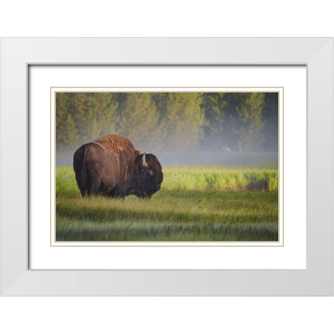 Bison in Morning Light White Modern Wood Framed Art Print with Double Matting by Biswas, Sandipan