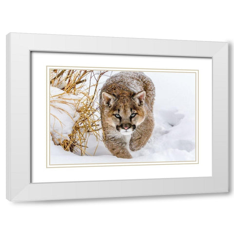 Sneaky Cougar White Modern Wood Framed Art Print with Double Matting by Centioli, Mike