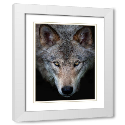 All the better to see you, Timber Wolf White Modern Wood Framed Art Print with Double Matting by Cumming, Jim