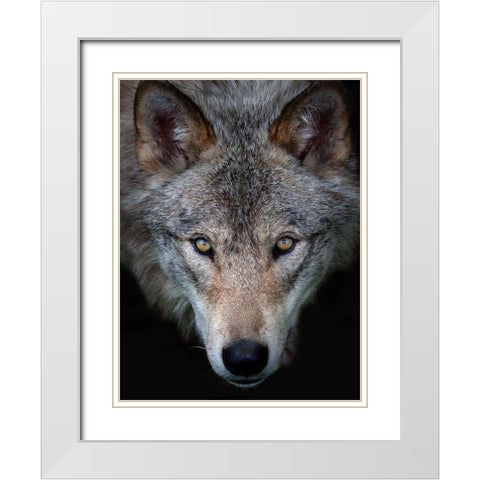 All the better to see you, Timber Wolf White Modern Wood Framed Art Print with Double Matting by Cumming, Jim