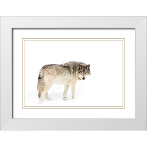 Canadian Timber wolf walking through the snow White Modern Wood Framed Art Print with Double Matting by Cumming, Jim