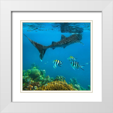 Scissor-tailed sergeant major fish and whale shark-Cebu Island-Philippines White Modern Wood Framed Art Print with Double Matting by Fitzharris, Tim
