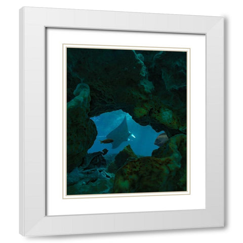 Reef manta ray-Penida Island-Indonesia White Modern Wood Framed Art Print with Double Matting by Fitzharris, Tim