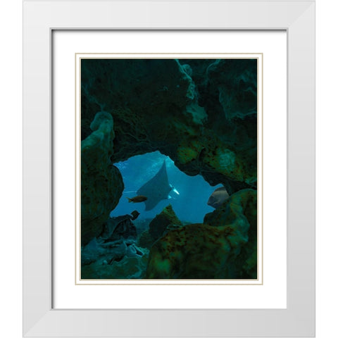 Reef manta ray-Penida Island-Indonesia White Modern Wood Framed Art Print with Double Matting by Fitzharris, Tim