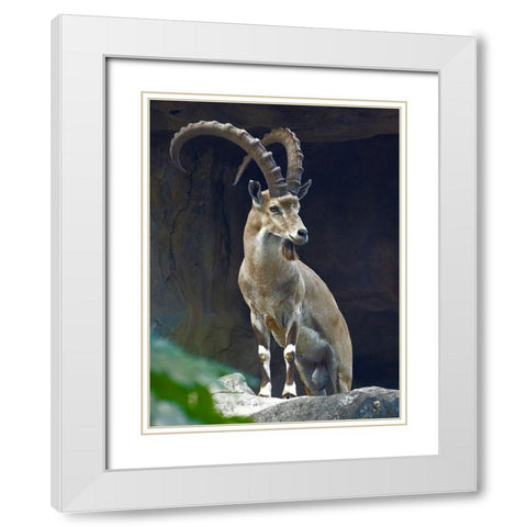 Nubian Ibex Male White Modern Wood Framed Art Print with Double Matting by Fitzharris, Tim