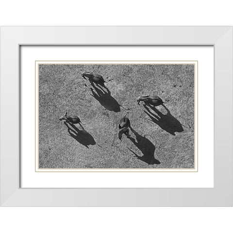 African elephants White Modern Wood Framed Art Print with Double Matting by Fitzharris, Tim