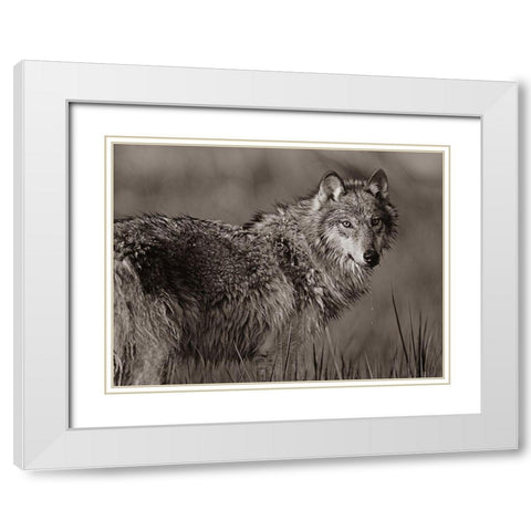 Gray wolf in marsh Sepia White Modern Wood Framed Art Print with Double Matting by Fitzharris, Tim