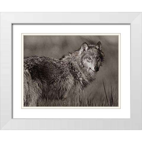 Gray wolf in marsh Sepia White Modern Wood Framed Art Print with Double Matting by Fitzharris, Tim