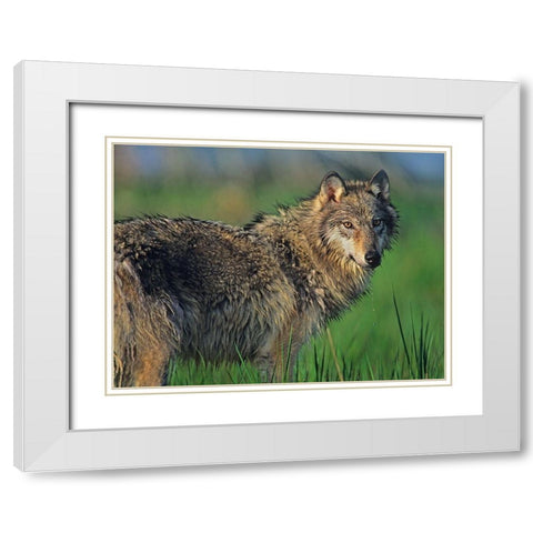Gray wolf in marsh White Modern Wood Framed Art Print with Double Matting by Fitzharris, Tim