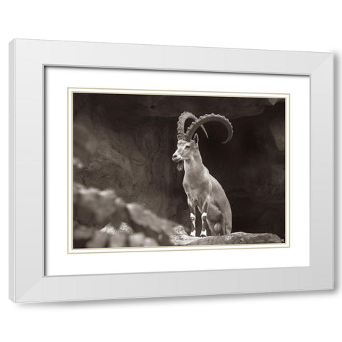 Nubian Ibex Sepia White Modern Wood Framed Art Print with Double Matting by Fitzharris, Tim