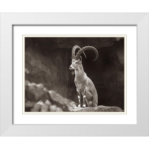 Nubian Ibex Sepia White Modern Wood Framed Art Print with Double Matting by Fitzharris, Tim