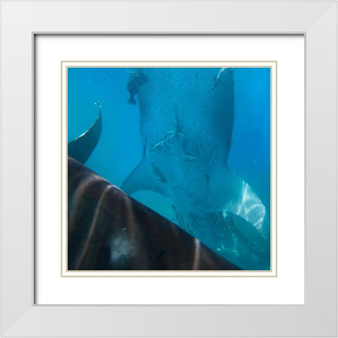 Whale shark at Oslob Whale Shark Sanctuary-Cebu-Philippines White Modern Wood Framed Art Print with Double Matting by Fitzharris, Tim