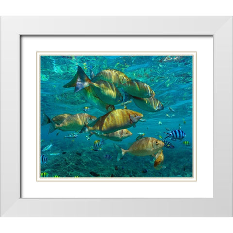 Rudder fish-Negros Oriental-Philippines White Modern Wood Framed Art Print with Double Matting by Fitzharris, Tim