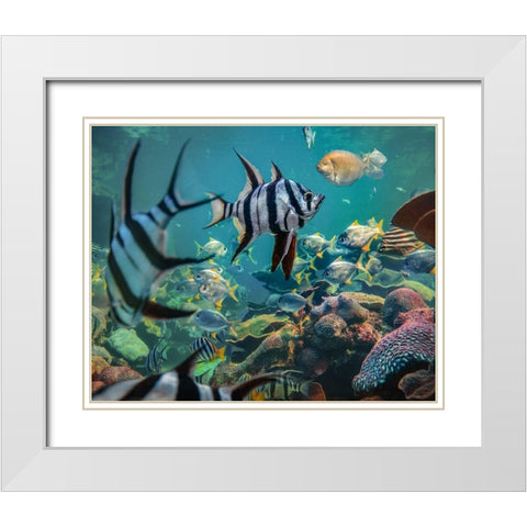 Old wives fish and fusiliers-Perth Aquarium-Australia White Modern Wood Framed Art Print with Double Matting by Fitzharris, Tim