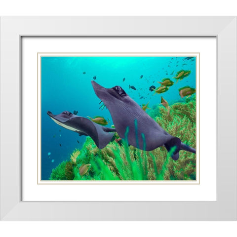 Blue Skates-Balicasag Island-Philippines White Modern Wood Framed Art Print with Double Matting by Fitzharris, Tim