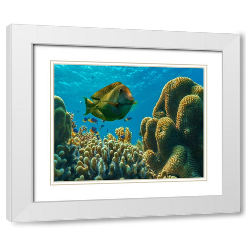 Tang fish and brain coral-Bohol Philippines White Modern Wood Framed Art Print with Double Matting by Fitzharris, Tim