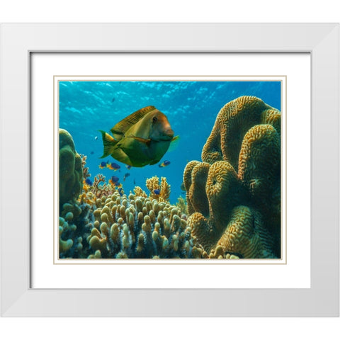 Tang fish and brain coral-Bohol Philippines White Modern Wood Framed Art Print with Double Matting by Fitzharris, Tim