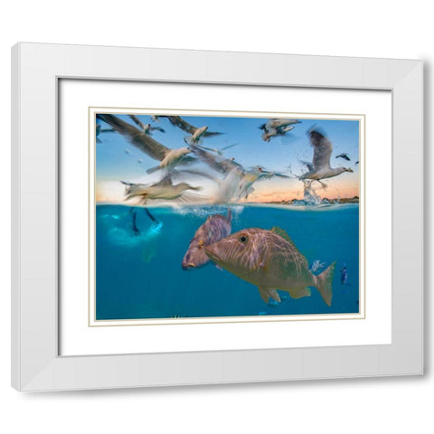 Snapper and gulls-Coral Coast-Western Australia White Modern Wood Framed Art Print with Double Matting by Fitzharris, Tim