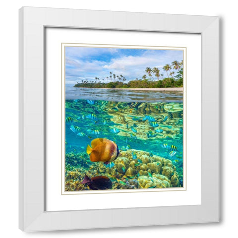 Coral and butterfly fish at Cadlao Island-Palawan-Philippines White Modern Wood Framed Art Print with Double Matting by Fitzharris, Tim