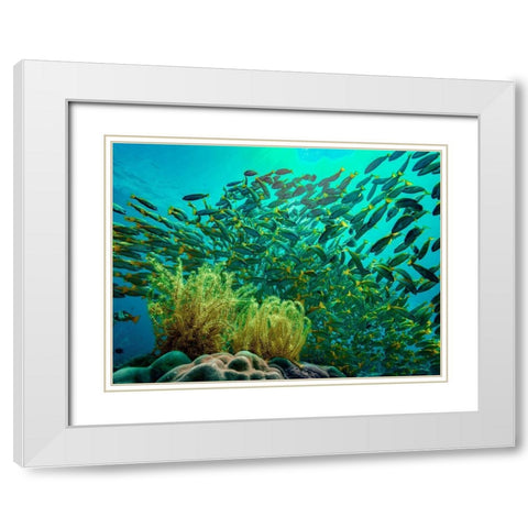Yellow snapper school above coral-Miniloc Island-Palawan-Philippines White Modern Wood Framed Art Print with Double Matting by Fitzharris, Tim
