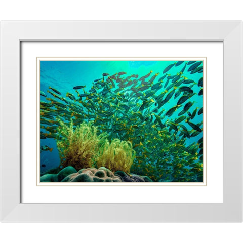 Yellow snapper school above coral-Miniloc Island-Palawan-Philippines White Modern Wood Framed Art Print with Double Matting by Fitzharris, Tim