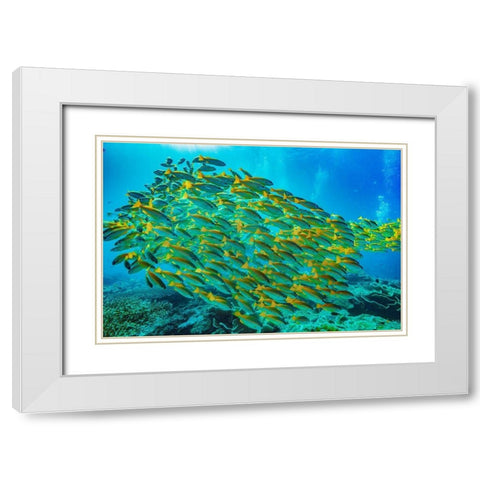 Yellow snapper school-Miniloc Island-Palawan-Philippines White Modern Wood Framed Art Print with Double Matting by Fitzharris, Tim